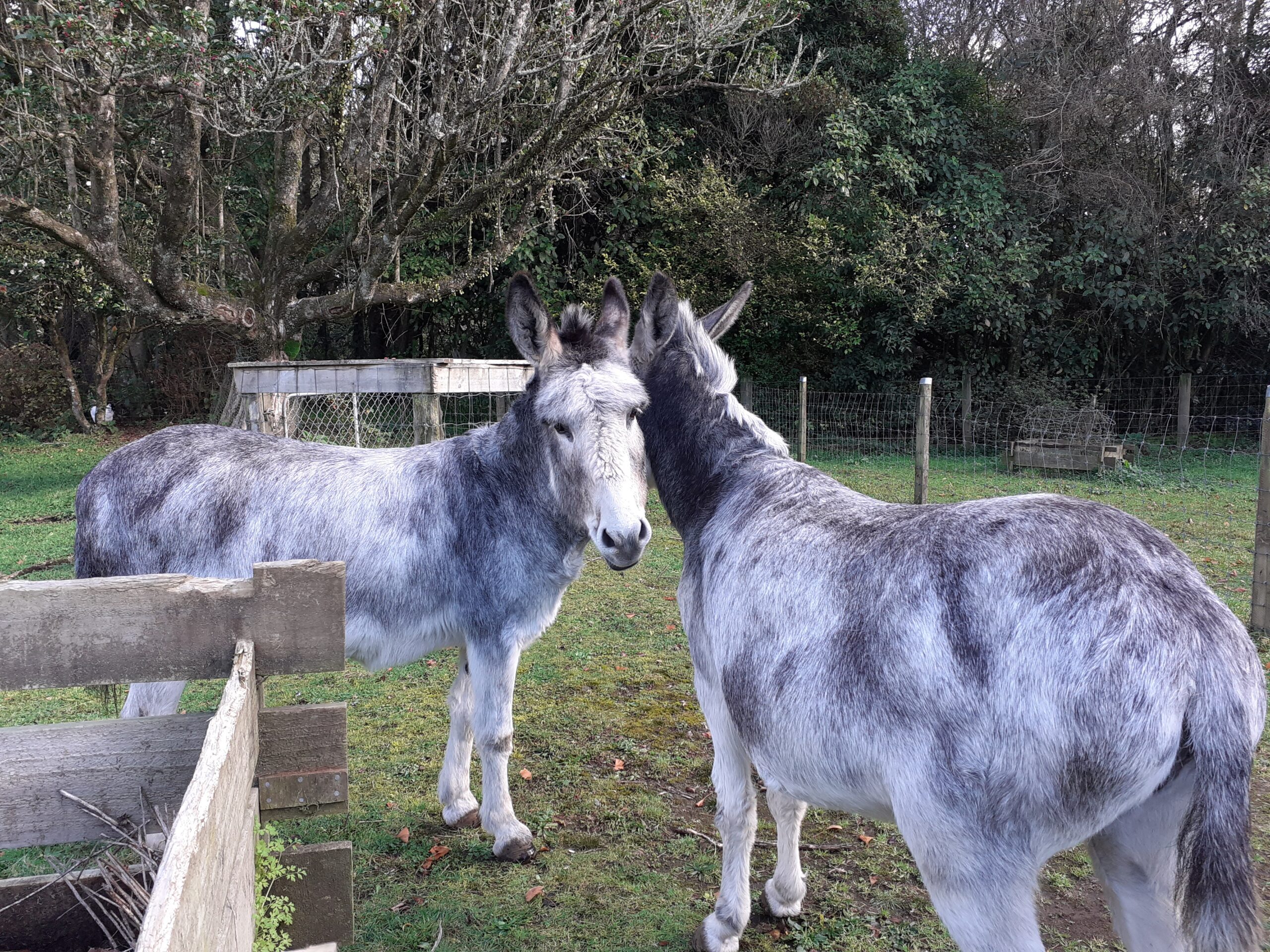 Donkey adoption near store me