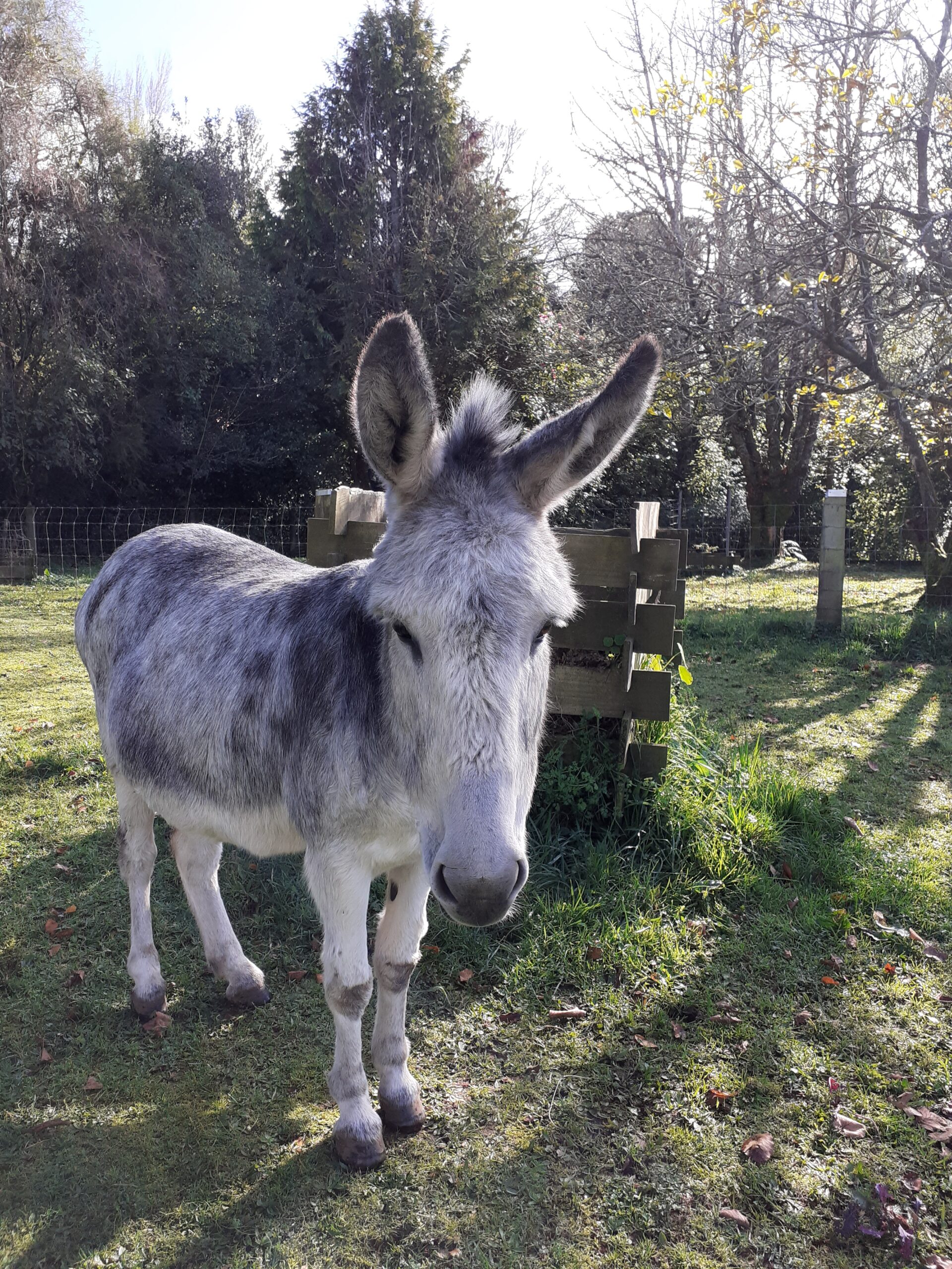 Donkey adoption 2024 near me