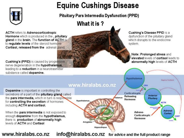 Equine Cushings Disease