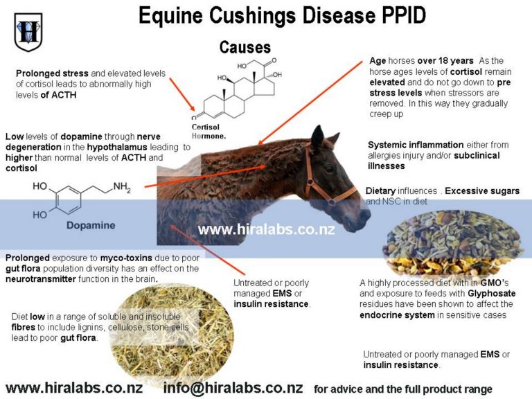 Equine Cushings Disease