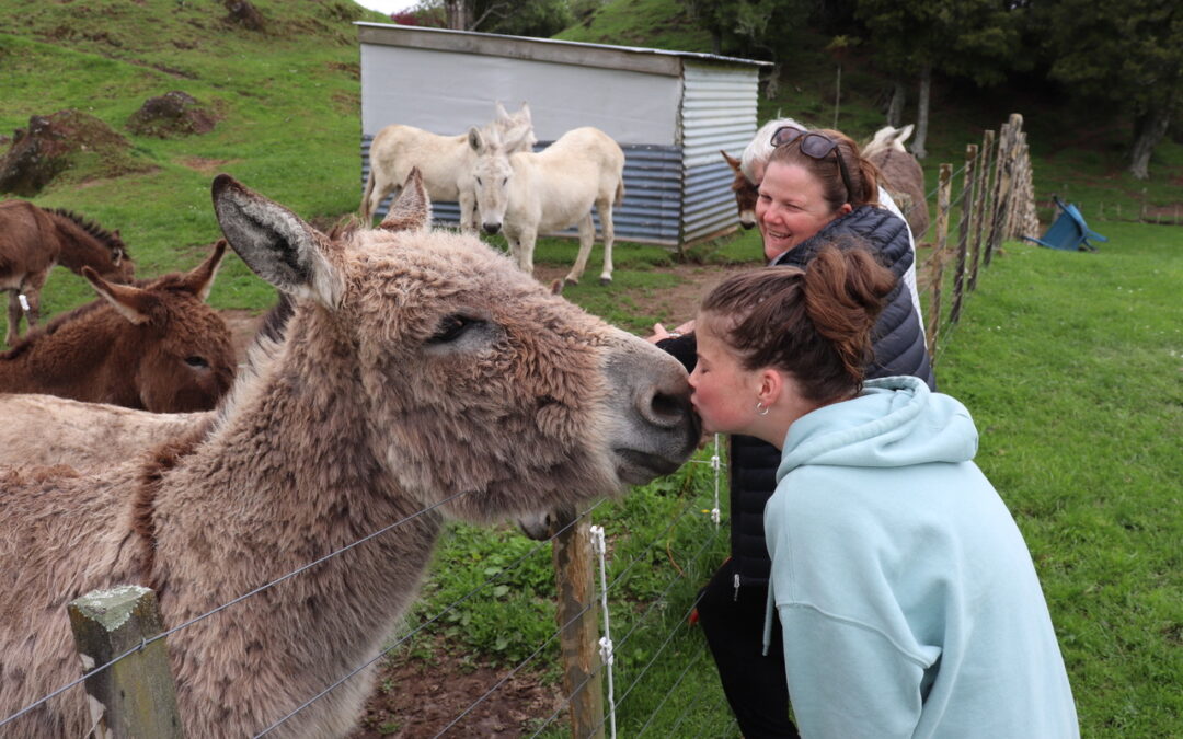 Donkeys love visitors